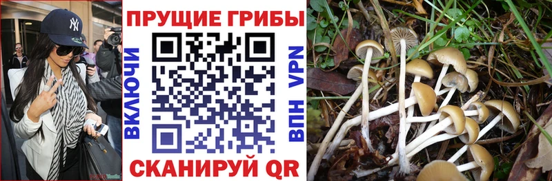 Псилоцибиновые грибы прущие грибы  Обоянь 